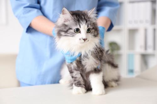 受診中の猫2
