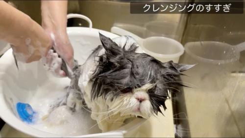 桶の中でシャンプーされる猫