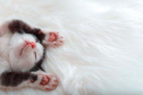 バンザイして眠る子猫
