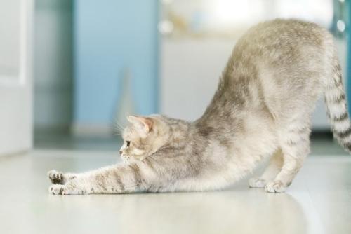 伸びをする横向きの猫
