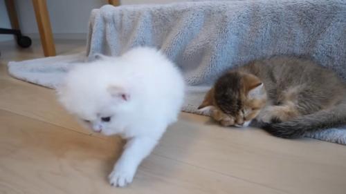 左足を出す子猫