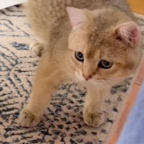 「声あげて爆笑してしまったｗ」何かを怖がる子猫→視線の先にあったものとは……まさかの理由が可愛すぎると12万再生「腰が引けてるｗ」
