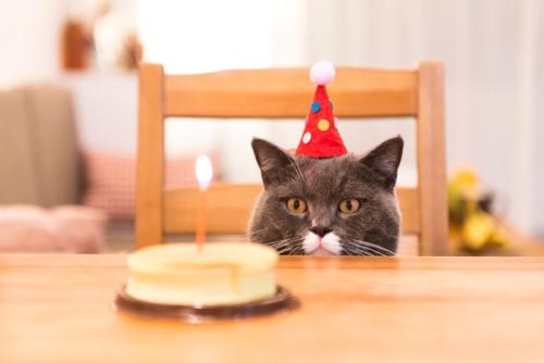 バースデイケーキと猫
