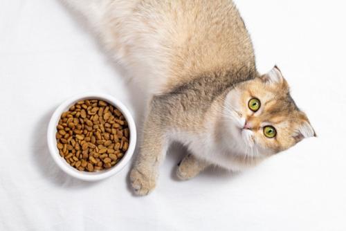 女性と獣医師、猫の動物病院でのひとコマ