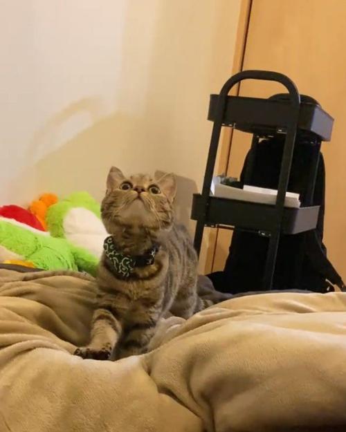 見上げる子猫