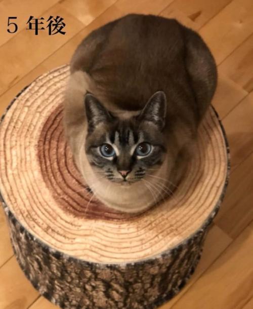 見上げる猫