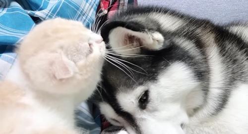 耳に鼻を近づける子猫