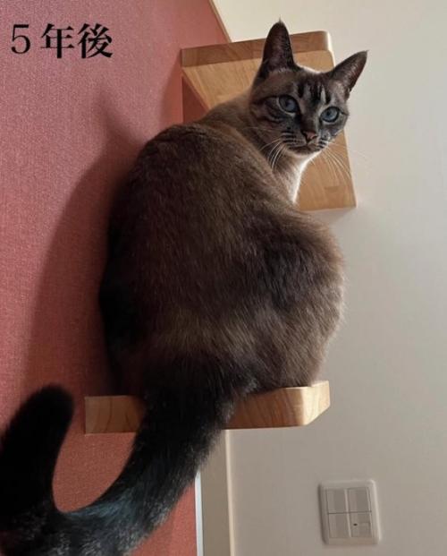 振り返る猫