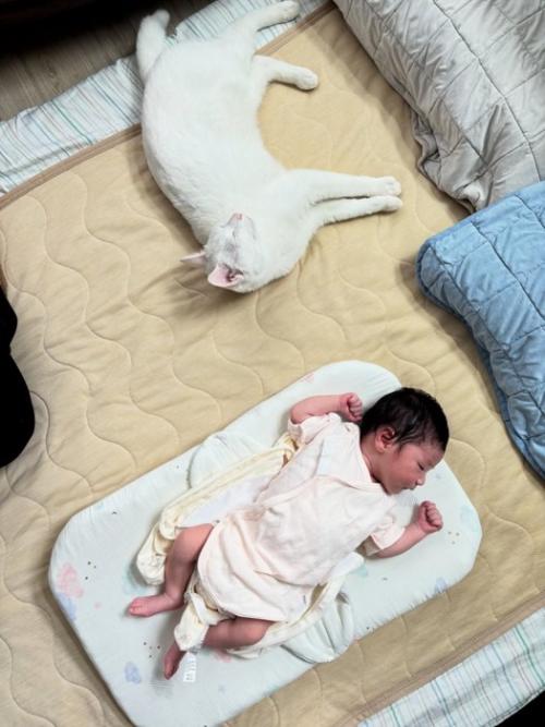 赤ちゃんの近くで寝る猫