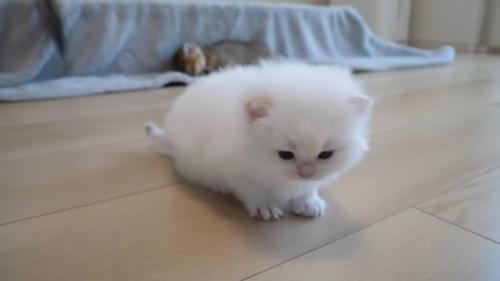 子猫のアップ