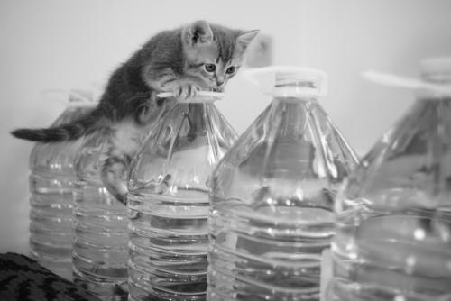 ペットボトルの上に登る子猫