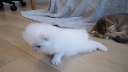 滑る子猫