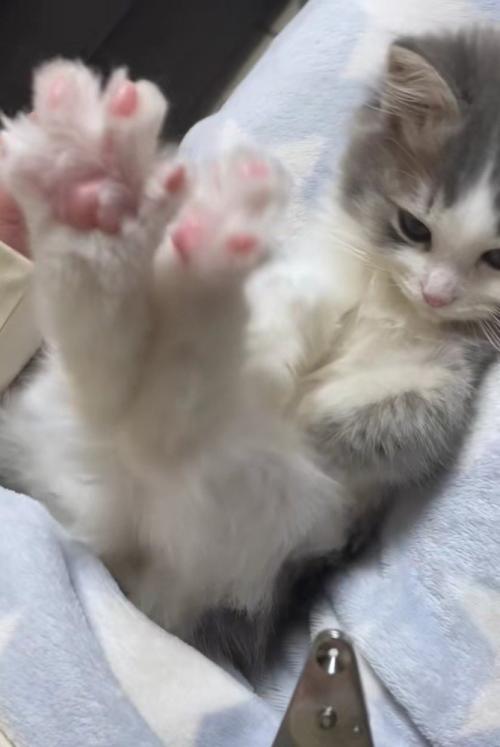 足を上げるさっくん