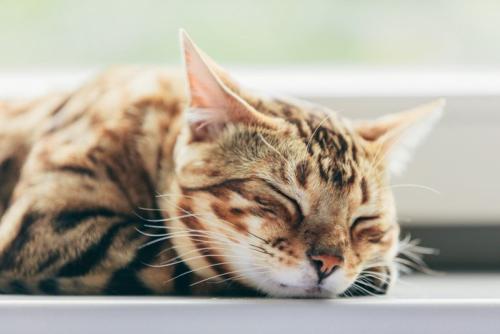 窓際で眠るベンガル