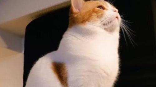 室内にいる猫