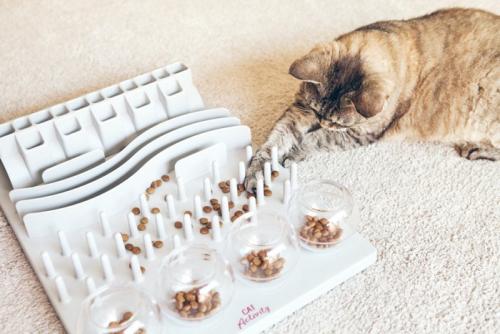 知育トイで遊ぶ猫