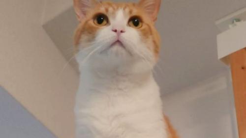 室内にいる猫