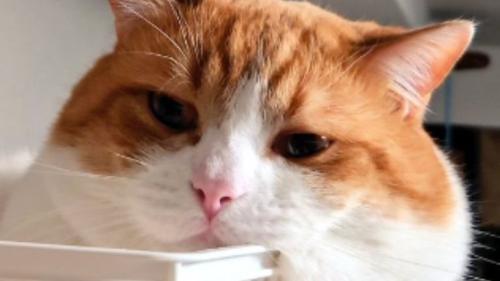 寝ている猫