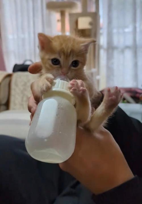 手の上に乗るチャッピーくん
