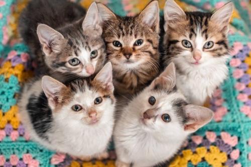 可愛い子猫たち