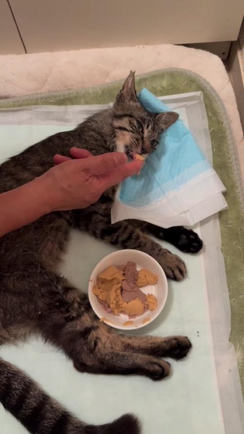 ごはんを食べさせてもらう猫