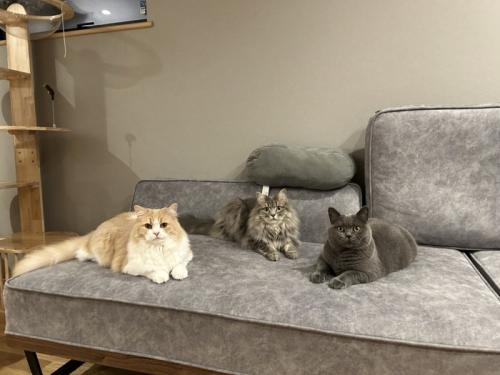 3匹の猫