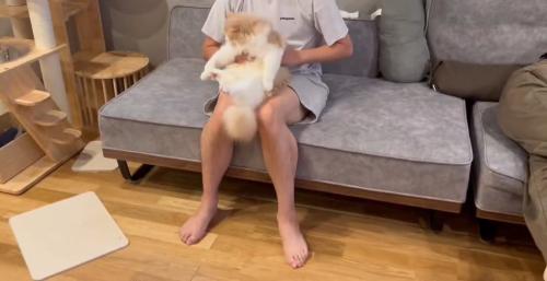 抱っこされる猫