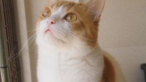 室内にいる猫
