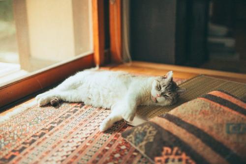 眠そうな猫