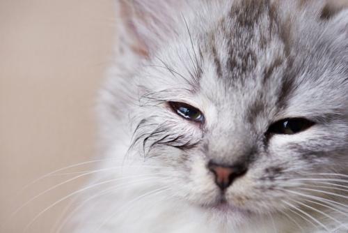 目が不調な猫