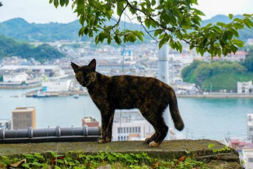 高台にいるサビ猫