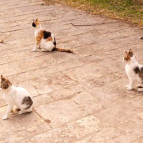 謎多き『猫の集会』構成員は?いつ開催?知っているとおもしろい4つの豆知識