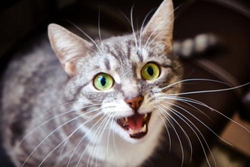 顔を見て鳴く猫
