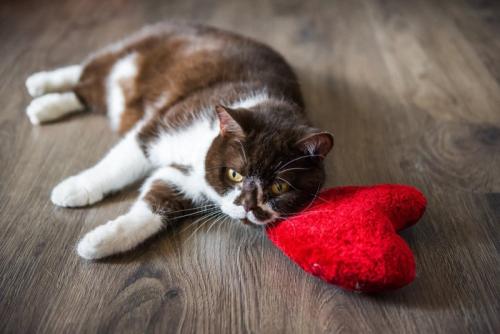床に横たわる猫