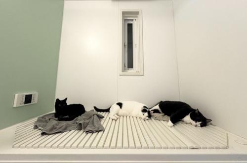 風呂フタの上の3匹の猫