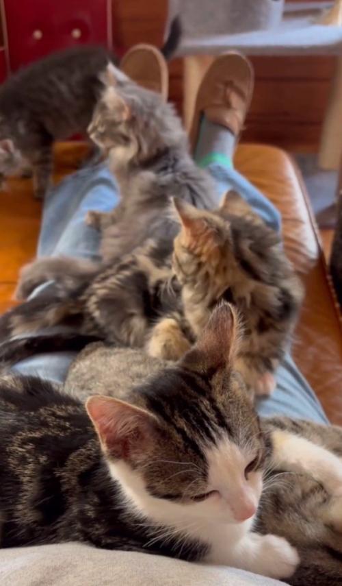 子猫5匹