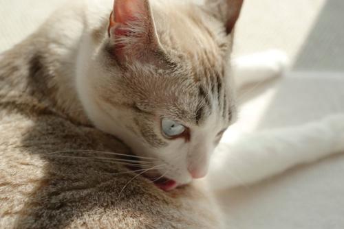 背中を舐める猫