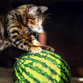 猫に『スイカ』を与えるとメリットも?猫へのいい効果3つと、与えるときの注意点