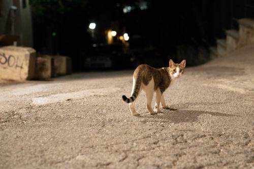 帰る猫
