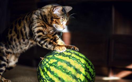 スイカの上に乗る猫