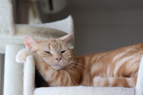 キャットタワーで横になっている猫