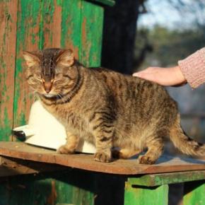 もうすぐ夏休み!ぶらりと訪れたい『猫スポット』6選 猫好きさんには楽園かも?