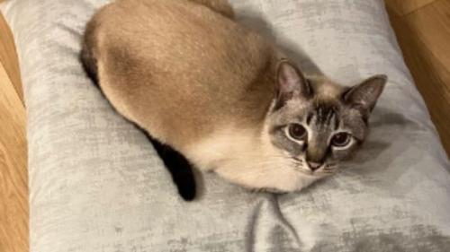 室内にいる猫