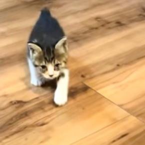 子猫の頃は呼ぶと走ってやってきてくれた猫→成長した結果…思わずニヤけるビフォーアフターが10万再生「反抗期の子どもw」「立派に育ったね」