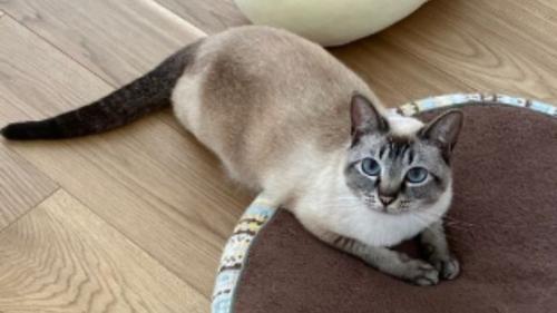 室内にいる猫