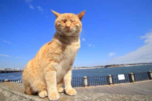 海をバックに座る茶トラ猫