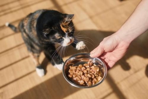 ごはんに手を伸ばす猫