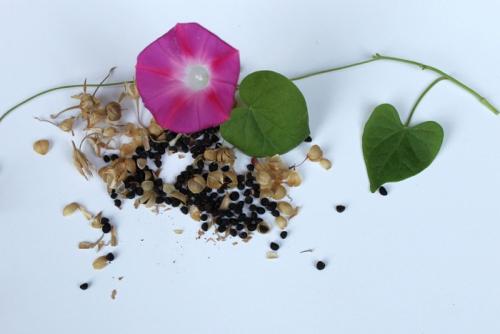 朝顔の花と種