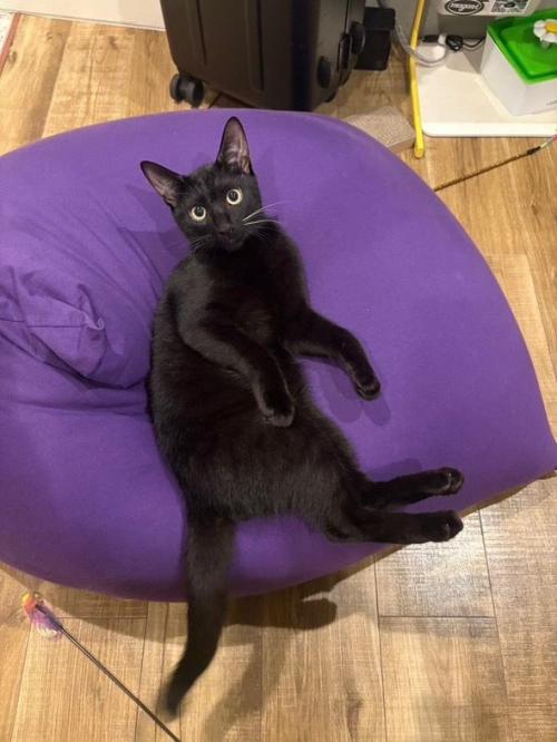 室内にいる猫