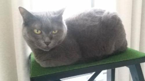 室内にいる猫